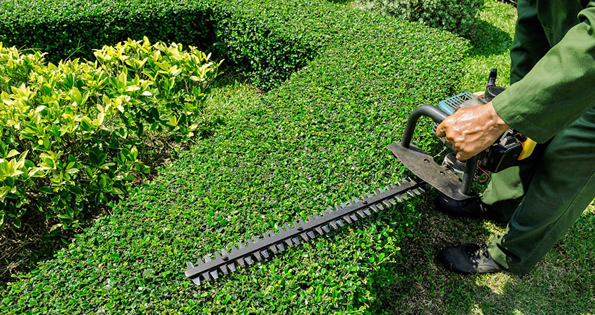 hedge trimming hertfordshire